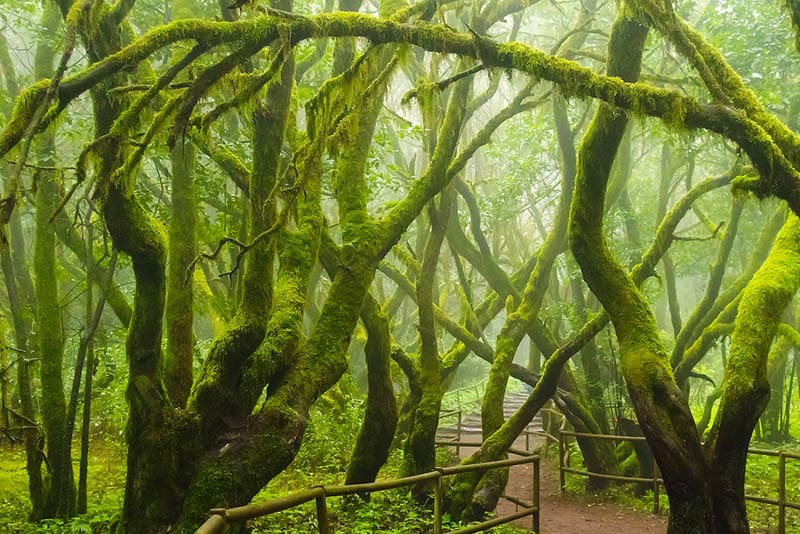 Mossy trees in the evergreen cloud forest of Garajonay National Park, La Gomera, Canary Islands, Spain.